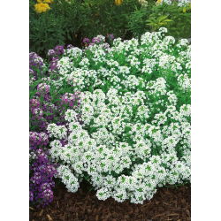Silkedodre - hvit - 1750 frø - Lobularia maritima