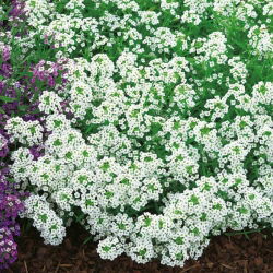 Silkedodre - hvit - 1750 frø - Lobularia maritima