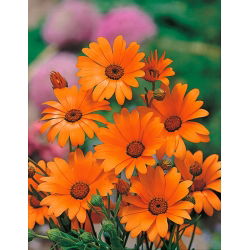 Dimorphotheca aurantiaca - 248 frø -  