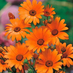 Dimorphotheca aurantiaca - 248 frø -  