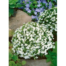 White edging lobelia; garden lobelia, trailing lobelia