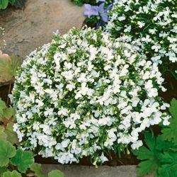 White edging lobelia; garden lobelia, trailing lobelia