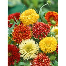 Firewheel; Indian blanket, Indian blanketflower, sundance - 400 seeds