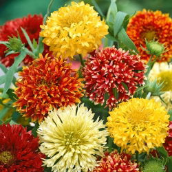 Firewheel; Indian blanket, Indian blanketflower, sundance - 400 seeds