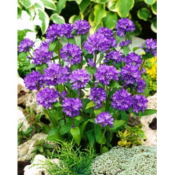 Clustered Bellflower - Blue - Campanula glomerata - Enchanting Purple Blooms, All Summer - Fresh Seeds