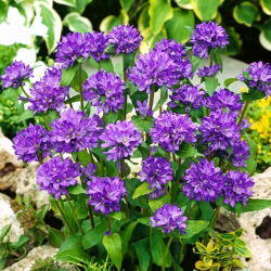 Clustered Bellflower - Blue - Campanula glomerata - Enchanting Purple Blooms, All Summer - Fresh Seeds
