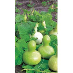 Ornamental squash "Bottle Gourd"