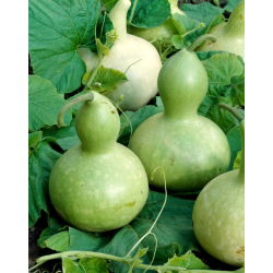 Pumpa - Bottle Gourd- Cucurbita pepo - frön
