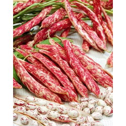 Hạt lùn đậu Borlotto - Phaseolus Vulgaris - 30 hạt - Phaseolus vulgaris L.