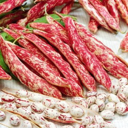 Hạt lùn đậu Borlotto - Phaseolus Vulgaris - 30 hạt - Phaseolus vulgaris L.