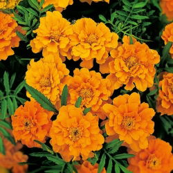 Francoski ognjič "Valencia" - nizka sorta - 315 semen - Tagetes patula L. - semena