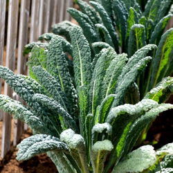 Kale "Tuscan Black" - giống Tuscan - 540 hạt - Brassica oleracea L. var. sabellica L.
