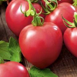 Ahududu alan domates "Raspberry Vintage" - hayır dalgalanan - Lycopersicon esculentum Mill  - tohumlar