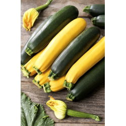 Кабачок - смесь - 14 семена - Cucurbita pepo