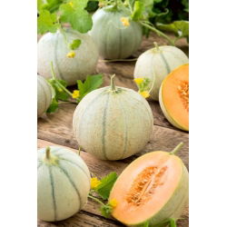 Pepene galben - Charentais - Cucumis melo - Foarte dulce, suculent, cu pulpă portocalie - Semințe proaspete