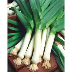 Porrulauk - Titus - 320 seemned - Allium ampeloprasum L.