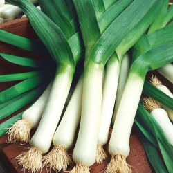 Porrulauk - Titus - 320 seemned - Allium ampeloprasum L.