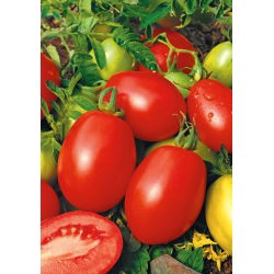 Tomato "Rio Grande" - "Kmicic" type, for processing - 200 seeds