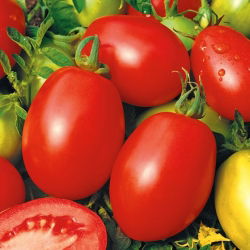 Tomato "Rio Grande" - "Kmicic" type, for processing - 200 seeds