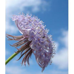 Didiscus Blue Lace seeds - Didiscus caeruleus - 105 seeds