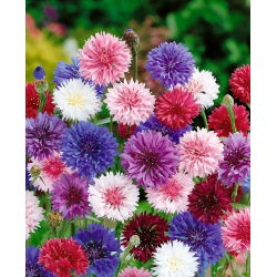 Rukkilill - segu - 200 seemned - Centaurea cyanus
