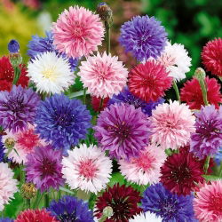 Rukkilill - segu - 200 seemned - Centaurea cyanus