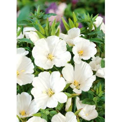 Beyaz Godetia tohumları - Godetia grandiflora - 1500 tohumları