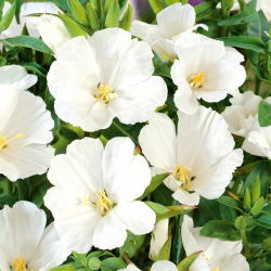 Beyaz Godetia tohumları - Godetia grandiflora - 1500 tohumları