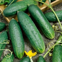 Cucumber - Delicius - Hight Yield, Crisp, Juicy Flesh, Ideal for Salads - Fresh Seeds
