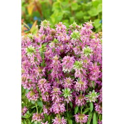 Seme limone Beebalm - Monarda citriodora - 180 semen - semena
