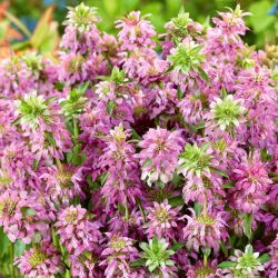 Seme limone Beebalm - Monarda citriodora - 180 semen - semena
