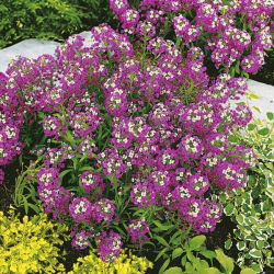 Alisato dolce di giglio viola, alison dolce - 1750 semi - Lobularia maritima.