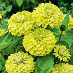 百日草嫉妒种子 - 百日菊属dahliaeflora  -  120粒种子 - Zinnia elegans ‘Envy' - 種子