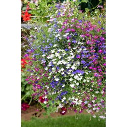 Hạt giống lobelia Cascade Series - lobelia erinus var.pendula - 3200 hạt - Lobelia erinus var. Pendula