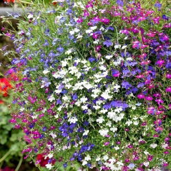 Lobelia Cascade Séria semien - Lobelia erinus var.pendula - 3200 semien - Lobelia erinus var. Pendula - semená