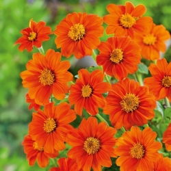 Bunga bunga merah, bunga matahari Mexico - 120 biji - Tithonia rotundifolia - benih