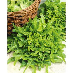 Салата "Дубачек" - зелена и вкусна - 900 семена - Lactuca sativa L. var. crispa L. 