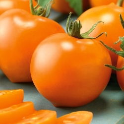 Tomato - Akron F1 - Vivid Colour, Ideal for Greenhouses - Fresh Seeds