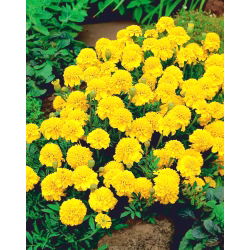 Francoski ognjič "Boy Yellow" - 153 semen - Tagetes patula nana  - semena