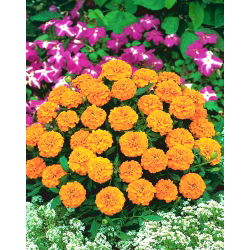 Francoski ognjič "Valencia" - nizka sorta - 315 semen - Tagetes patula L. - semena