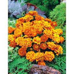البرتقال الماهوجني القطيفة الفرنسية "الملكة صوفيا" - 360 بذور - Tagetes patula L. - ابذرة