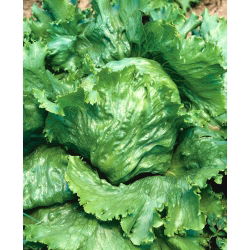 Zelena salata "Velika jezera 118" - SEED TAPE - 