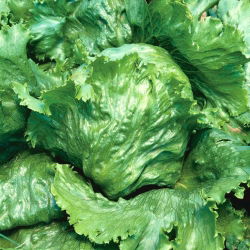 Zelena salata "Velika jezera 118" - SEED TAPE - 