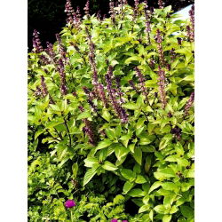 Hạt húng quế - Ocimum basilicum - 325 hạt