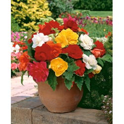 Begonia Large Flowered Double Mix - 2 cibule - Begonia ×tuberhybrida 