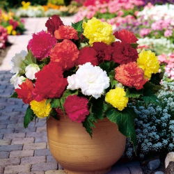 Begonia Fimbriata Mix - 2 cibule - Begonia ×tuberhybrida Fimbriata