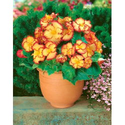 Бегония - Marginata Yellow - пакет из 2 штук - Begonia x tuberhybrida