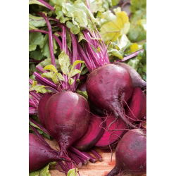 BIO - Pancar "Detroit 2" - sertifikalı organik tohumlar - 500 tohum - Beta vulgaris var. conditiva 