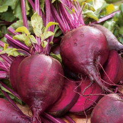 BIO - Pancar "Detroit 2" - sertifikalı organik tohumlar - 500 tohum - Beta vulgaris var. conditiva 