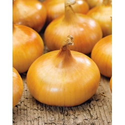 Cipolla - Borettana - Allium cepa L. - semi